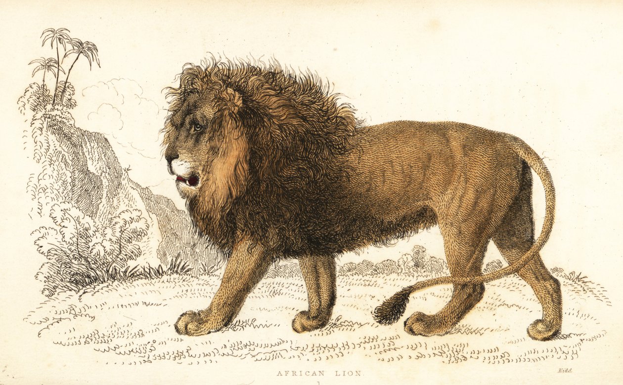 Africký lev, Panthera leo. Zranitelný. ,1834 (rytina) od William Alexander Forbes