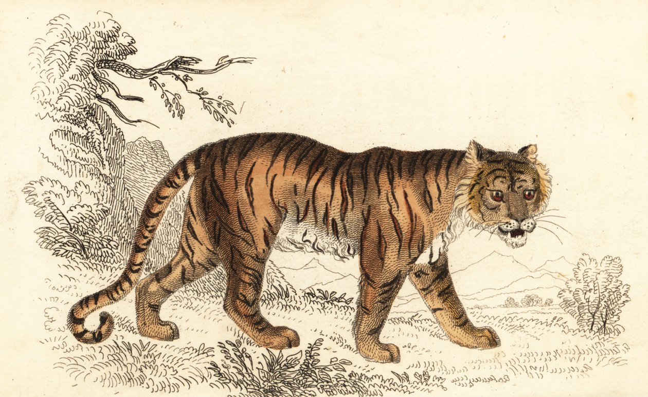 Bengálský tygr, Panthera tigris tigris., 1834 (rytina) od William Alexander Forbes