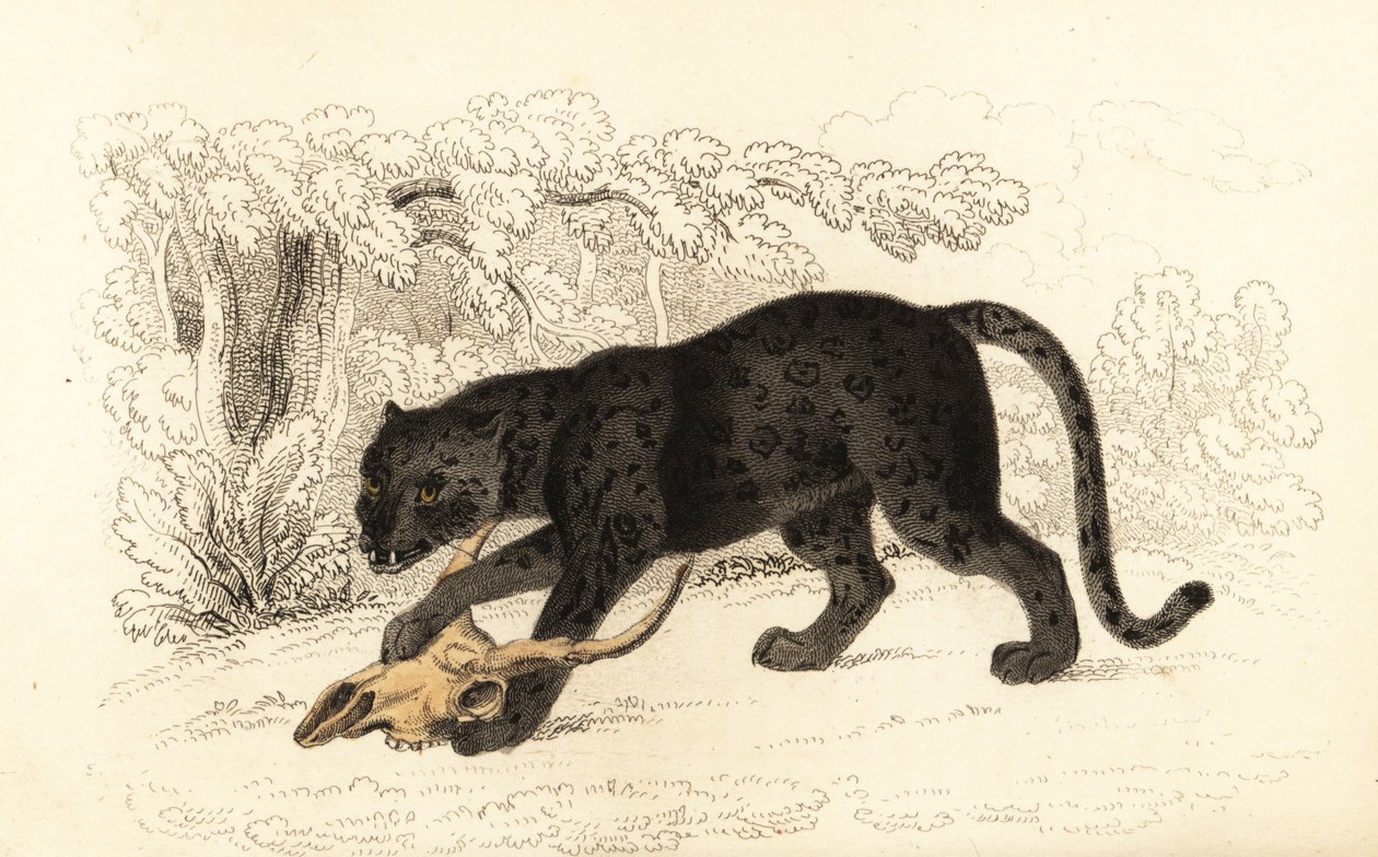 Černý jaguár, Fanthera pardus., 1834 (rytina) od William Alexander Forbes