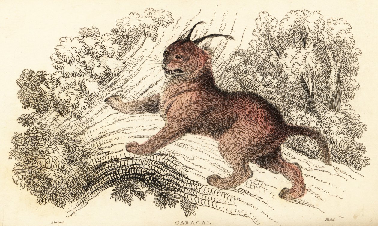 Caracal, Caracal Caracal., 1834 (rytina) od William Alexander Forbes