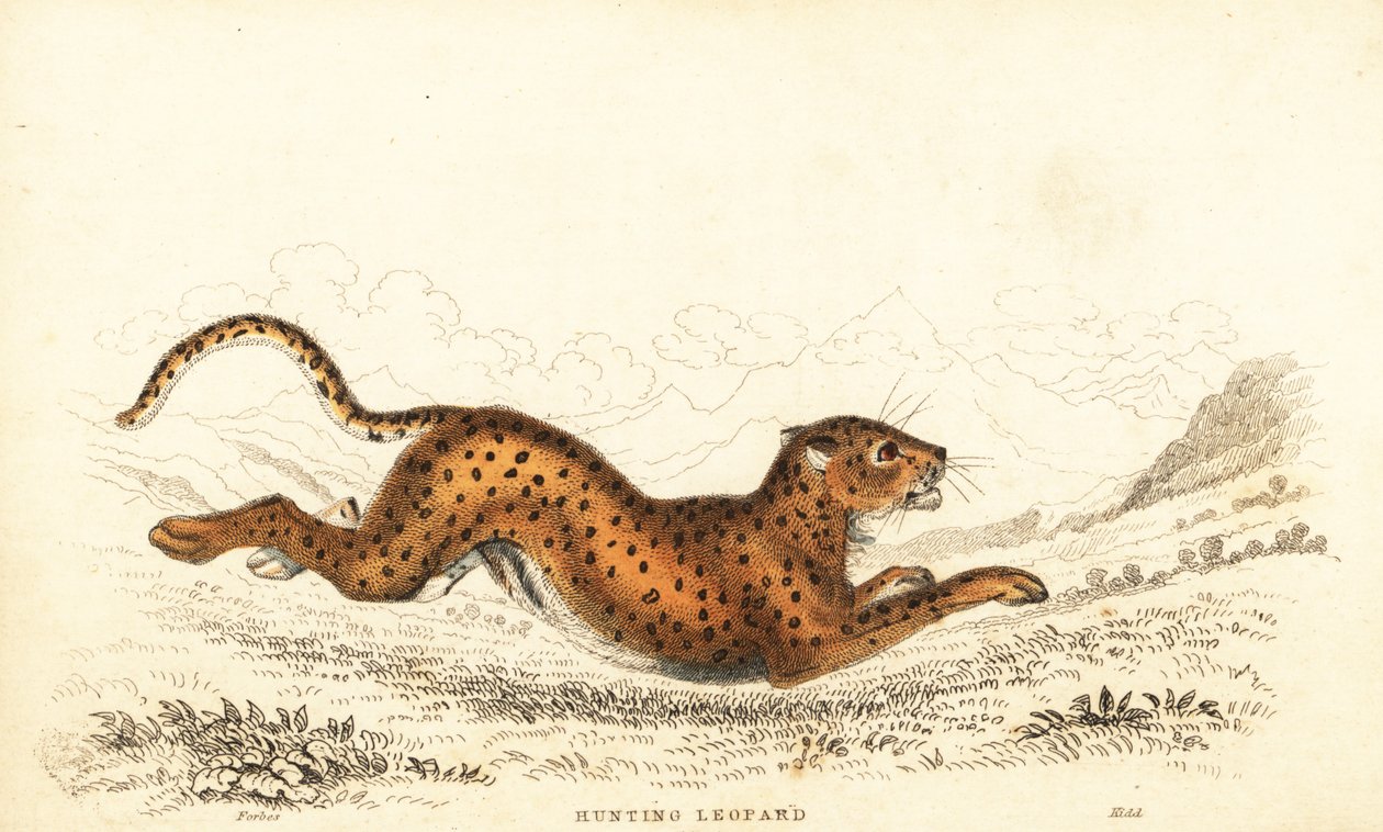 Gepard, Acinonyx jubatus., 1834 (rytina) od William Alexander Forbes