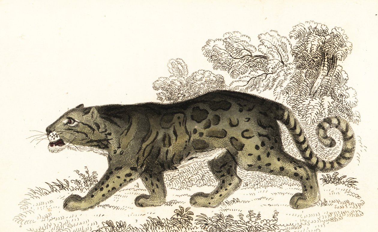 Levhart obláčkový, Neofelis nebulosa., 1834 (rytina) od William Alexander Forbes