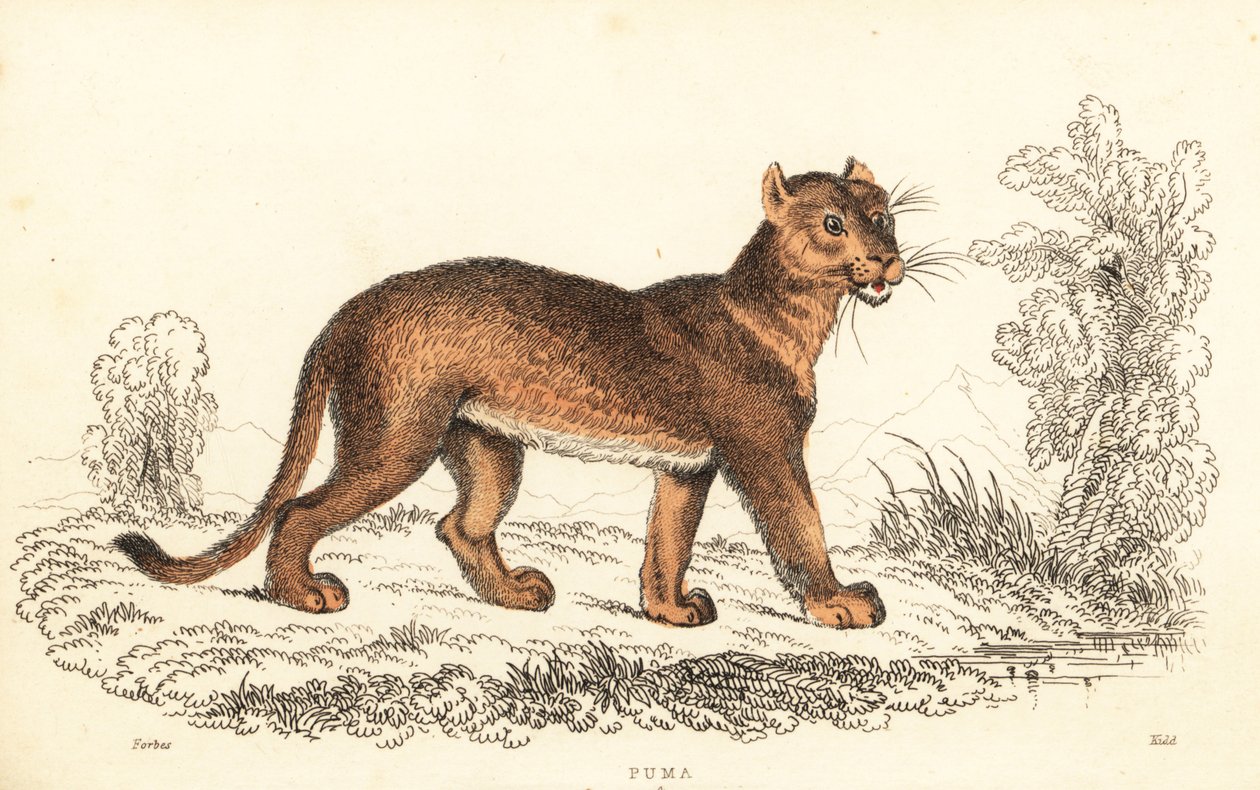 Cougar, Puma concolor., 1834 (rytina) od William Alexander Forbes