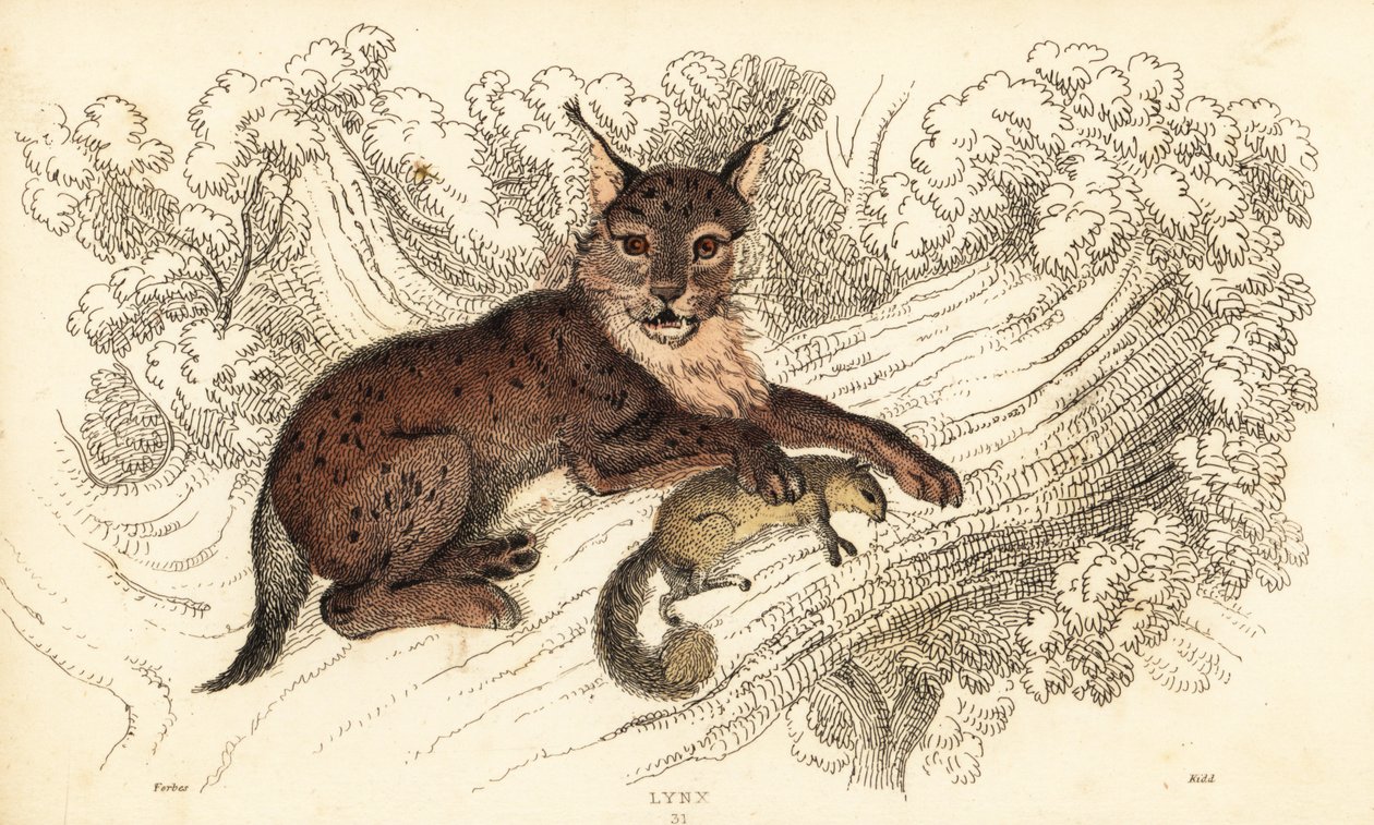Rys ostrovid, Lynx lynx., 1834 (rytina) od William Alexander Forbes