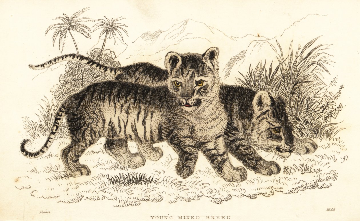 Hybridní mláďata lva a tygra. ,1834 (rytina) od William Alexander Forbes
