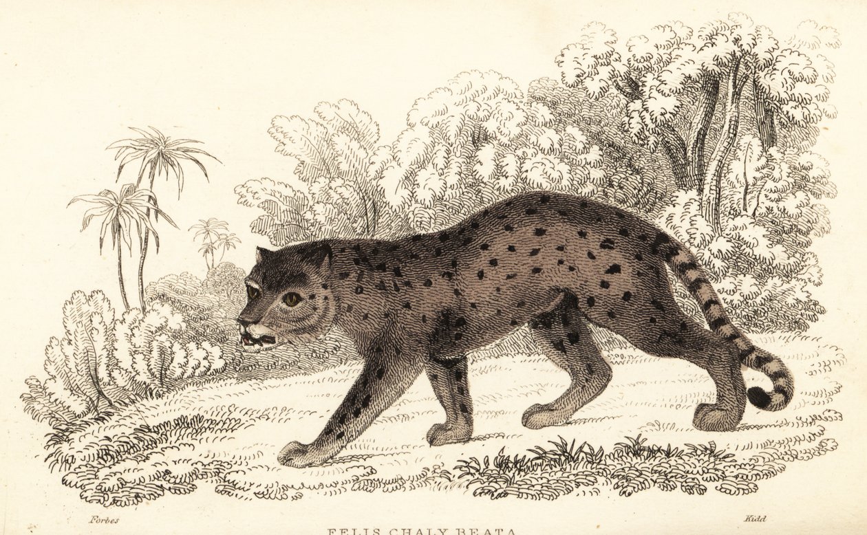 Jaguarandi, puma respektuje., 1834 (Ngaraving) od William Alexander Forbes