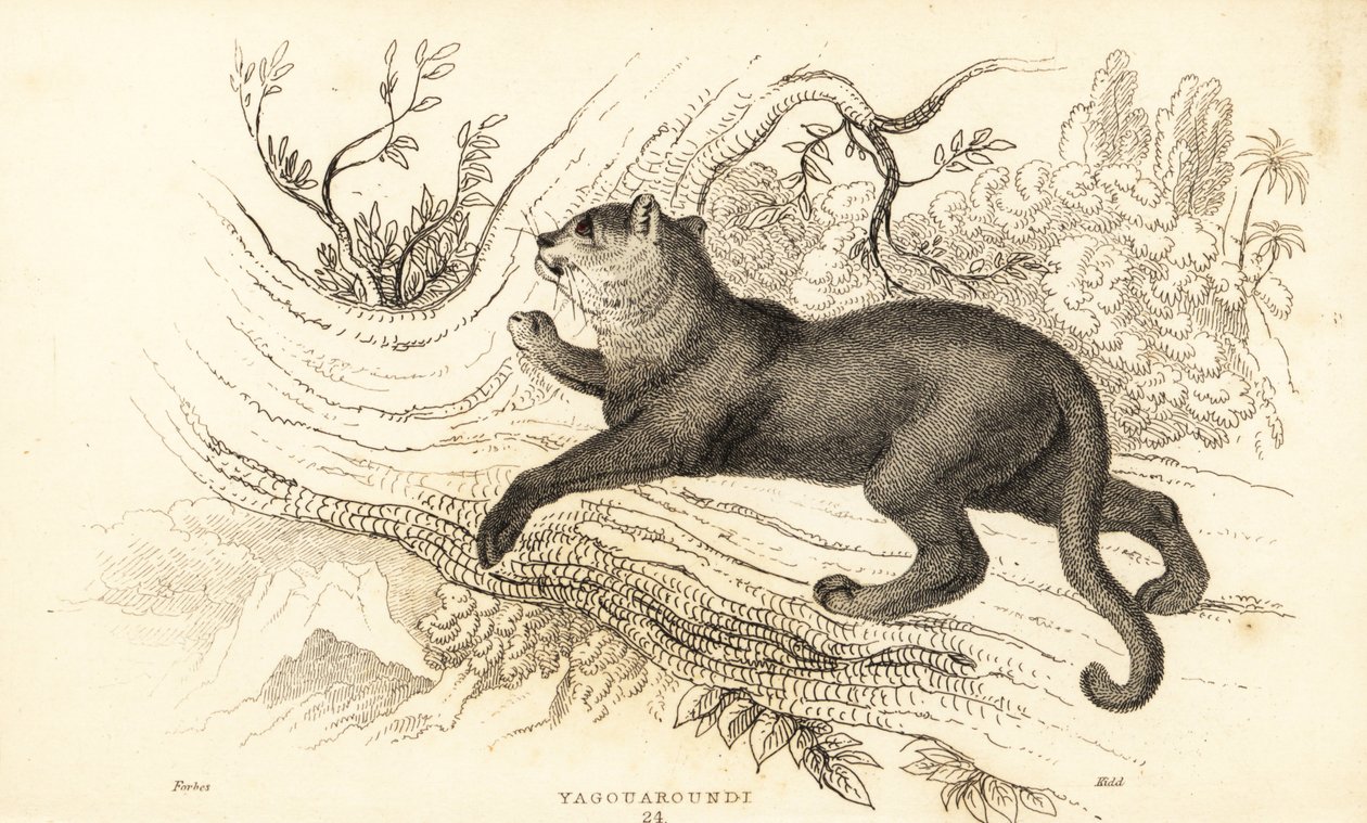 Jaguarandi, puma respektuje., 1834 (Engaraving) od William Alexander Forbes
