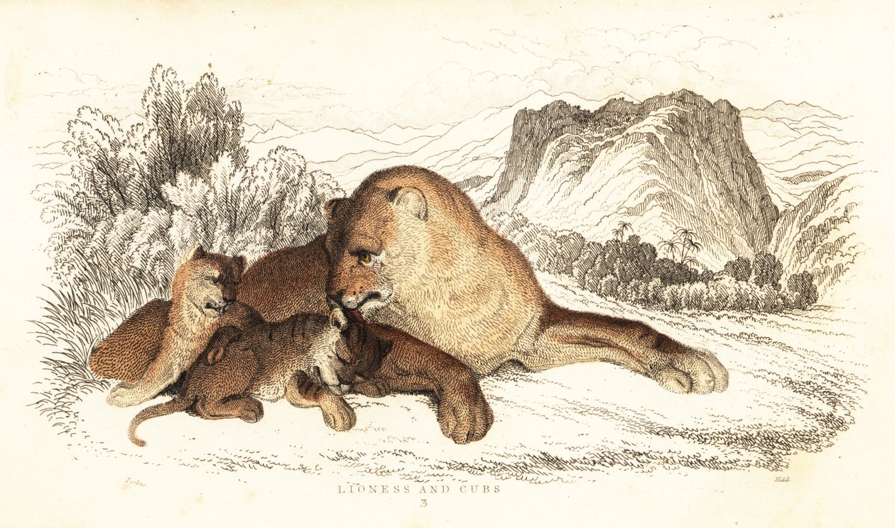 Lvice a mláďata, Panthera leo., 1834 (rytina) od William Alexander Forbes