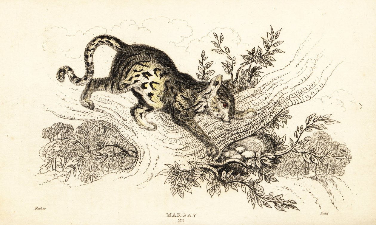 Margay, Leopardus wiedii., 1834 (rytina) od William Alexander Forbes