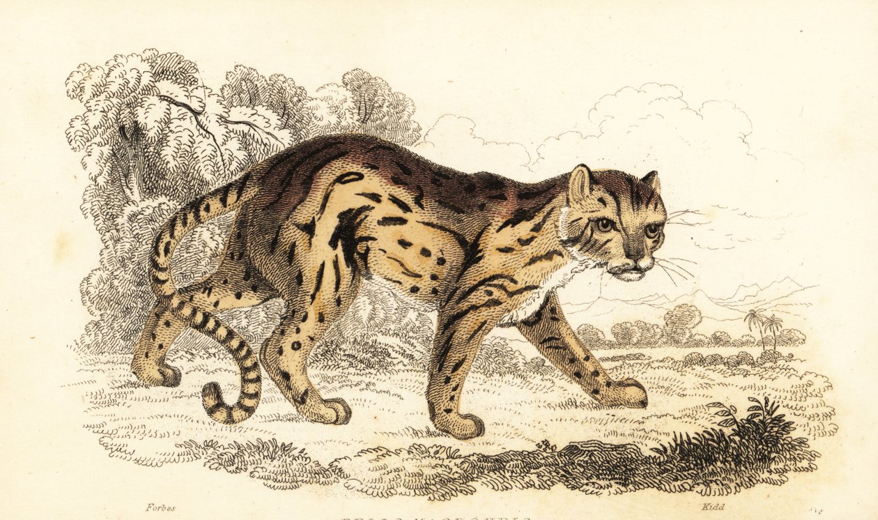 Margay, dozvěděl se Leopard. ,1834 (rytina) od William Alexander Forbes