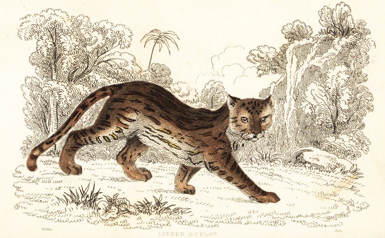 Margay, Leopardus wiedii catenata. , 1834 (rytina) od William Alexander Forbes