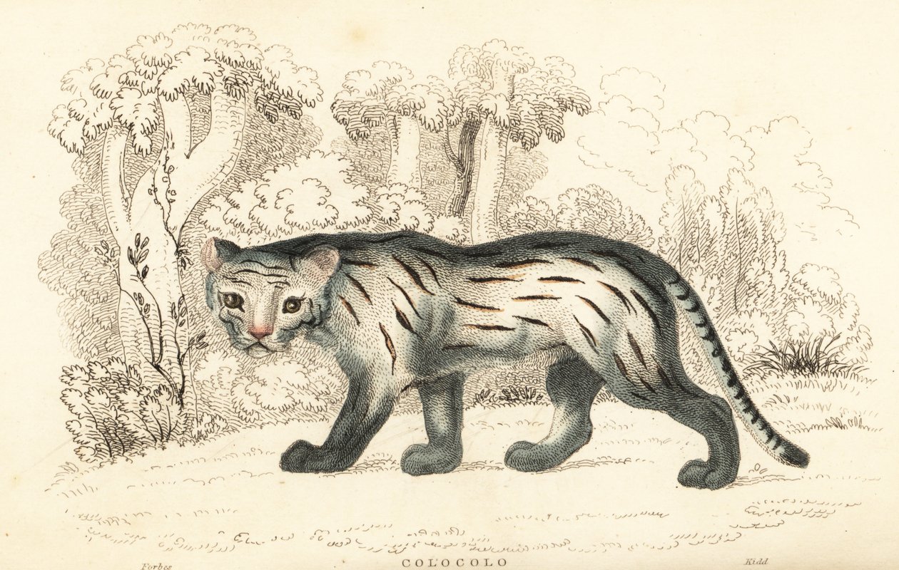 Kočka pampa nebo pantanal, Leopardus colocola. ,1834 (rytina) od William Alexander Forbes