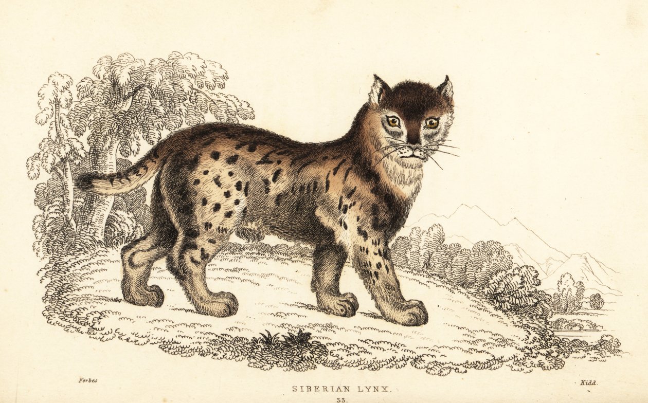 Rys sibiřský, Lynx lynx wrangeli (Felis lynx).,1834 (rytina) od William Alexander Forbes