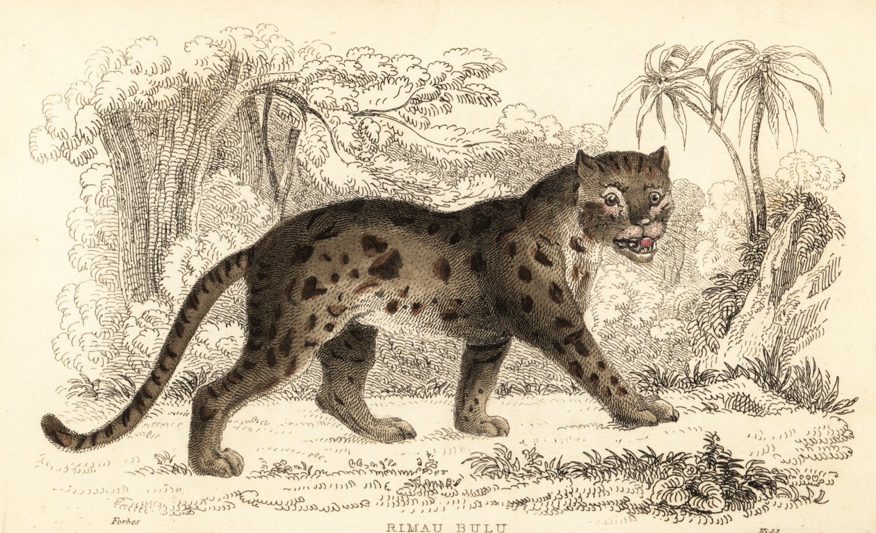 Sunda leopardí kočka, Prionailurus bengalensis subsp. sumatranus. ,1834 (rytina) od William Alexander Forbes