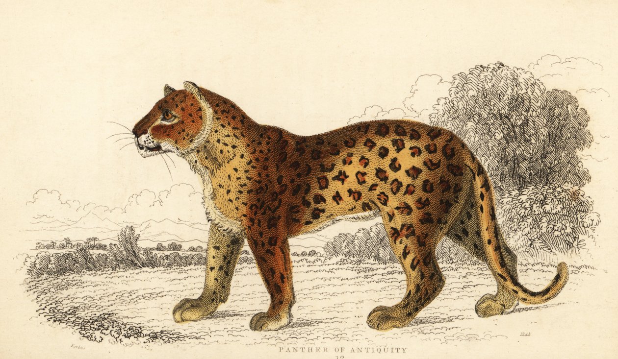Panter starověku. ,1834 (rytina) od William Alexander Forbes