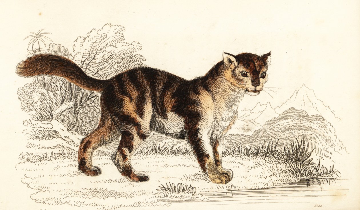 Divoká želvovinová kočka z Jižní Ameriky, Felis catus. ,1834 (rytina) od William Alexander Forbes