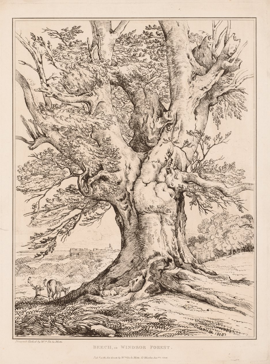 Buk ve Windsorském lese, 1805. od William Alfred Delamotte