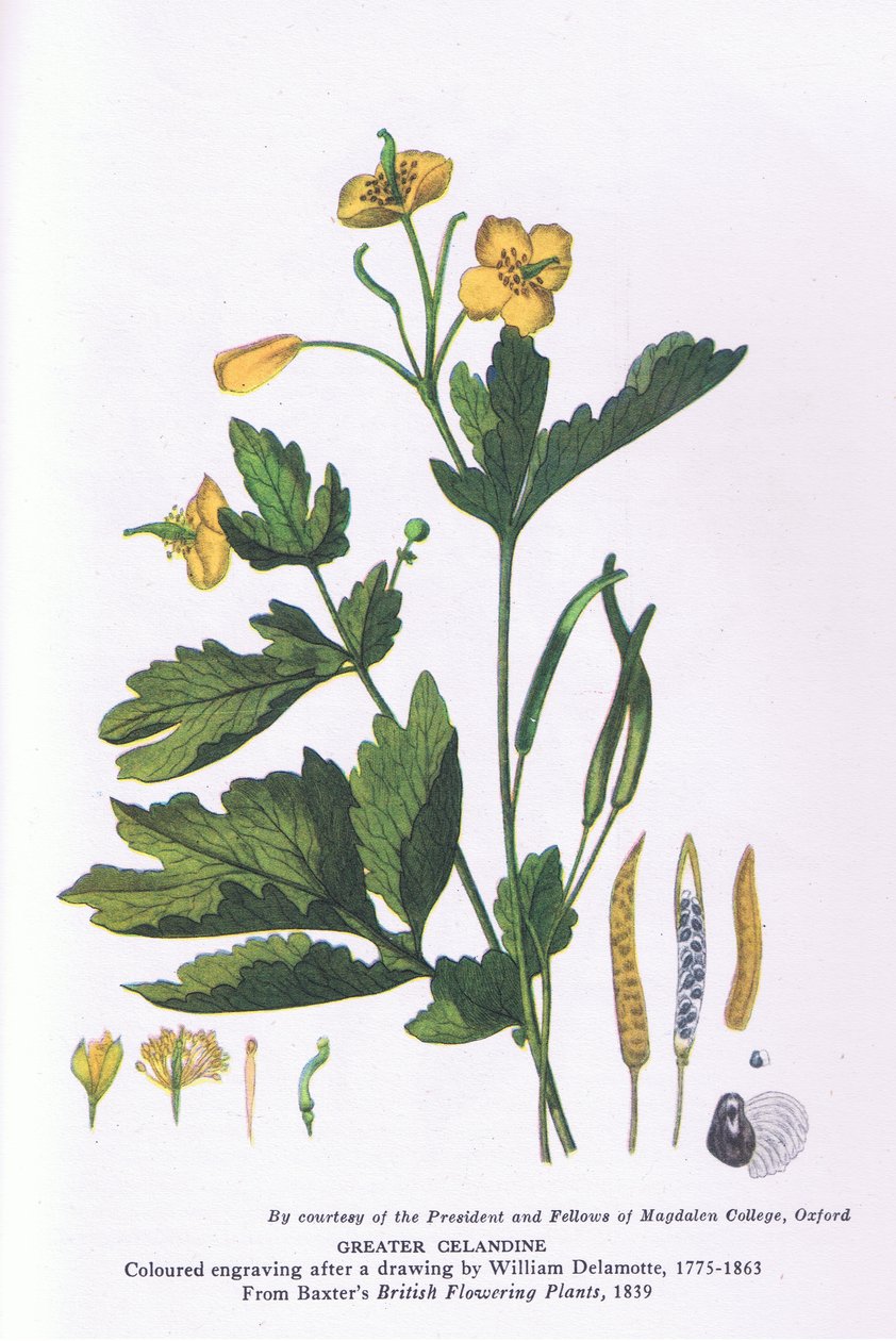 Greater Celandine, Nature in Britain, vydané nakladatelstvím Collins od William Alfred Delamotte
