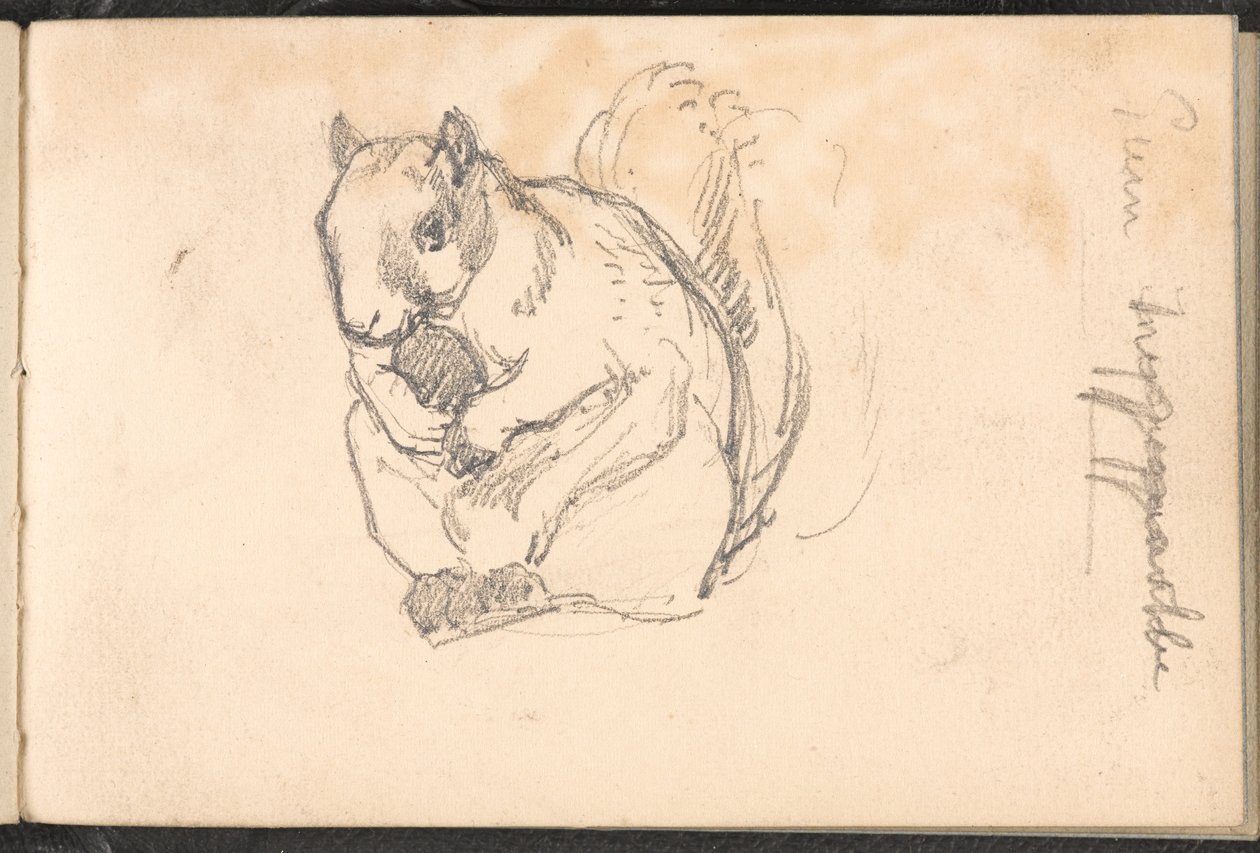 Náčrt veverky, kolem roku 1879 od William Barnes Wollen
