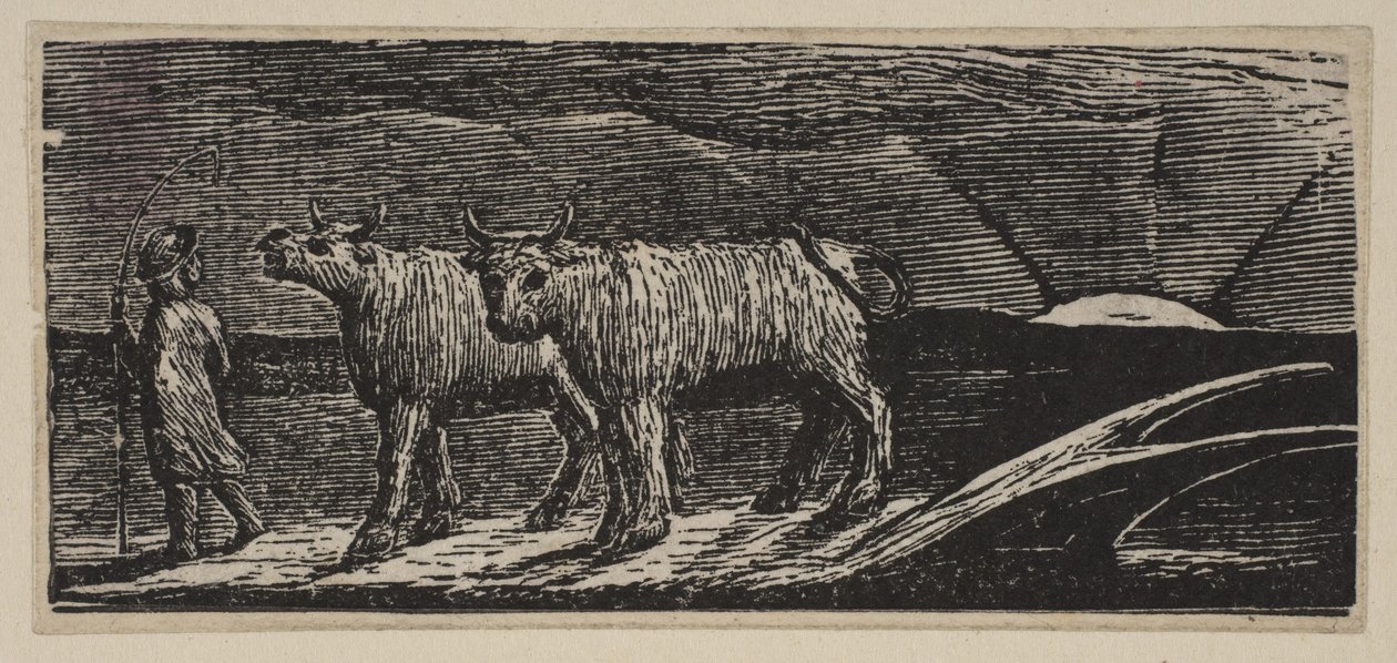 Unyokd Heifers, Loitering Homeward, z Thorntons Pastorals of Virgil, 1821. od William Blake