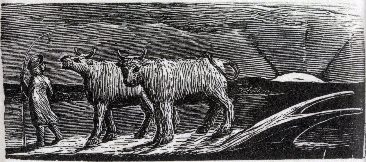 Unyoked Heifers Loitering Homeward, ilustrace z Dr. Thorntona 