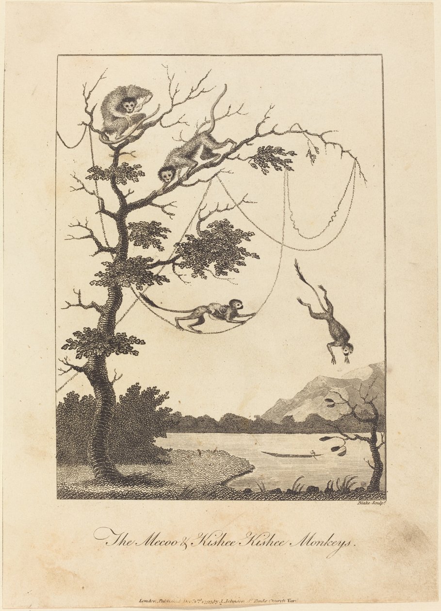 Opice Mecoo & Kisbee Kishee od William Blake after John Gabriel Stedman