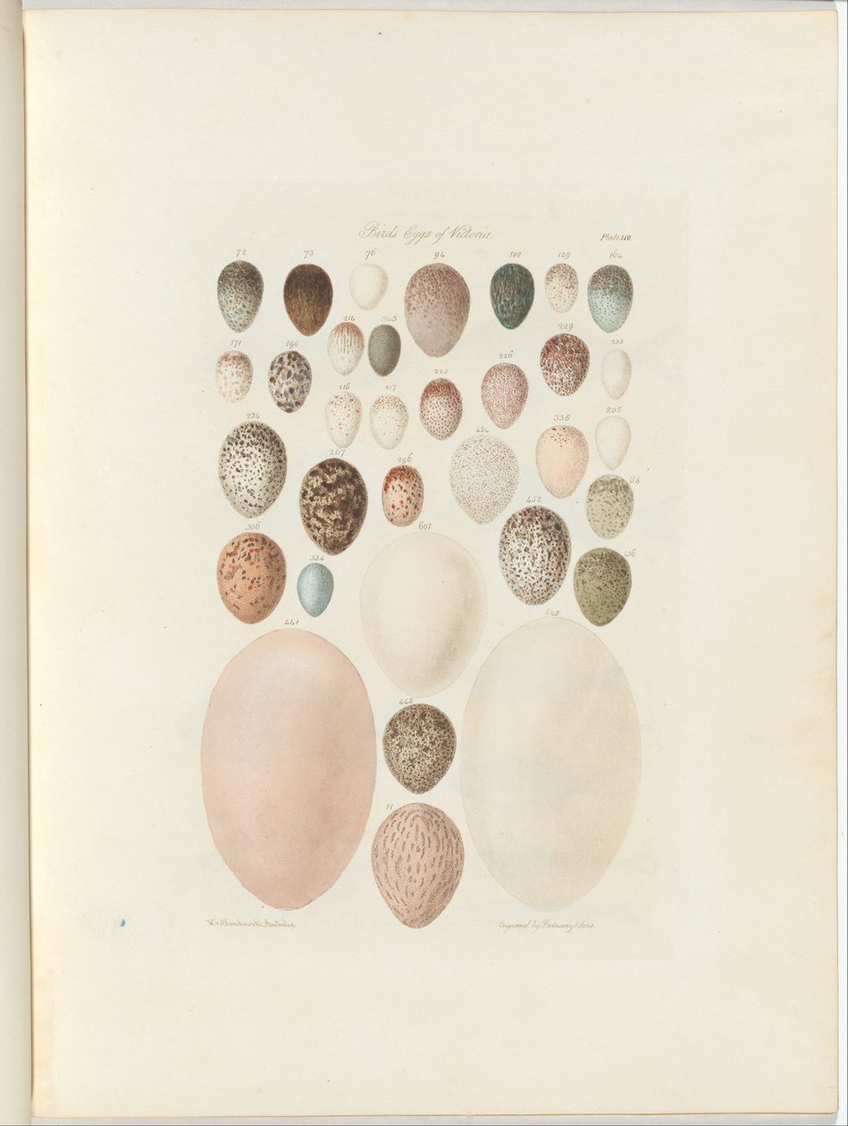 Ptačí vejce Victoria. Nepublikované folio Australia Terra Cognita od Williama Blandowského. 1855-56 od William Blandowski