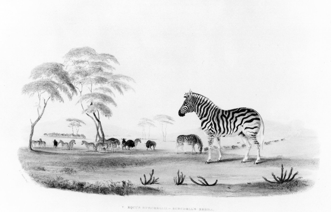 Equus burchelli neboli Burchellova zebra z „Portrétů hry a divokých zvířat jižní Afriky“ vyryl Frank Howard, 1840 od William Cornwallis Harris