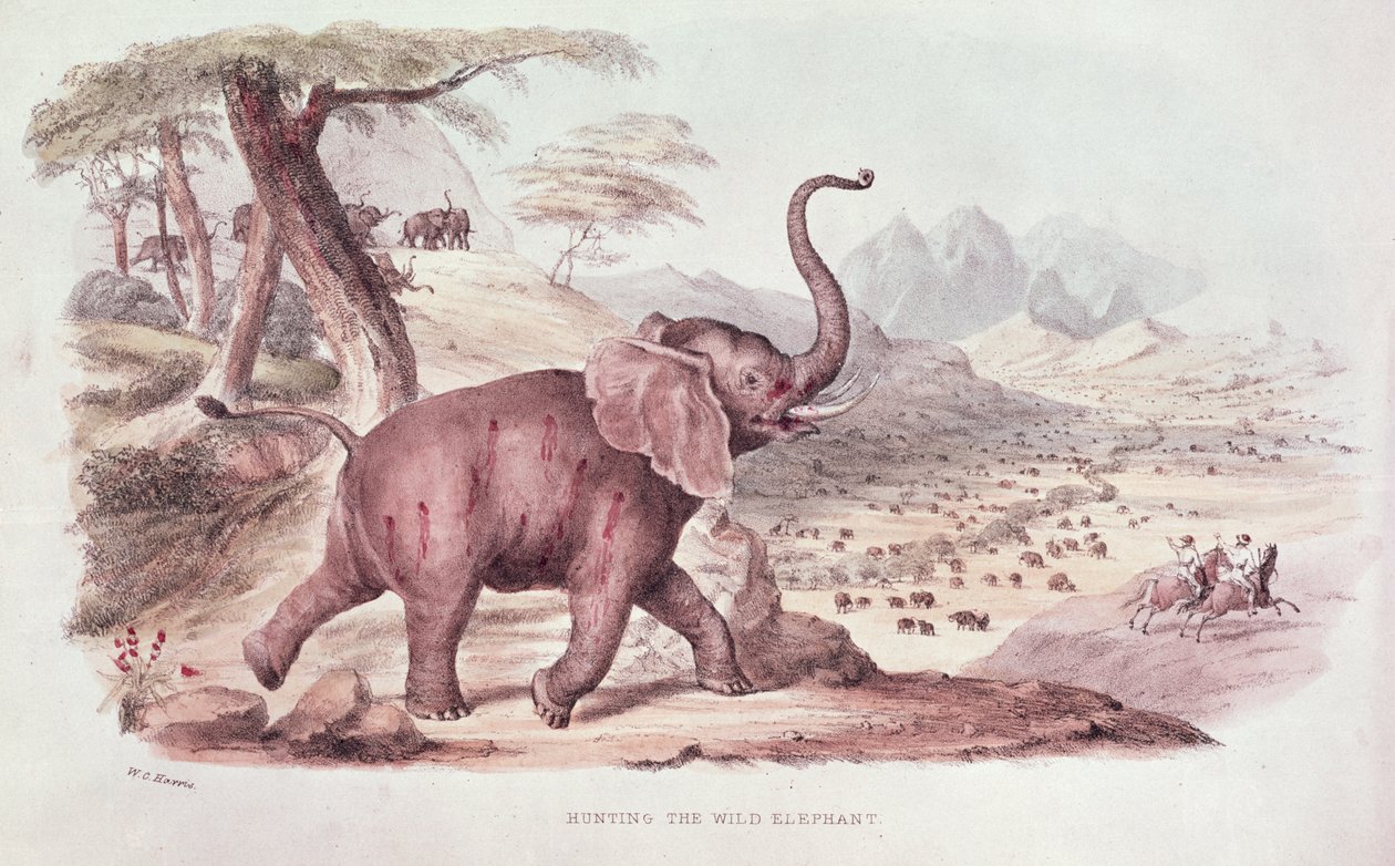 Hunting the Wild Elephant, ilustrace z 