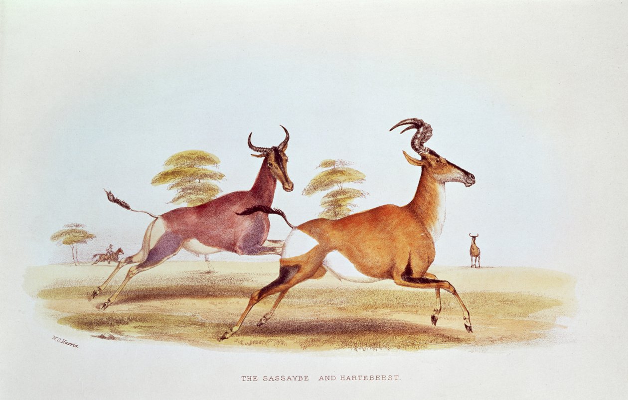 The Sassaybe and the Hartebeest, ilustrace z 