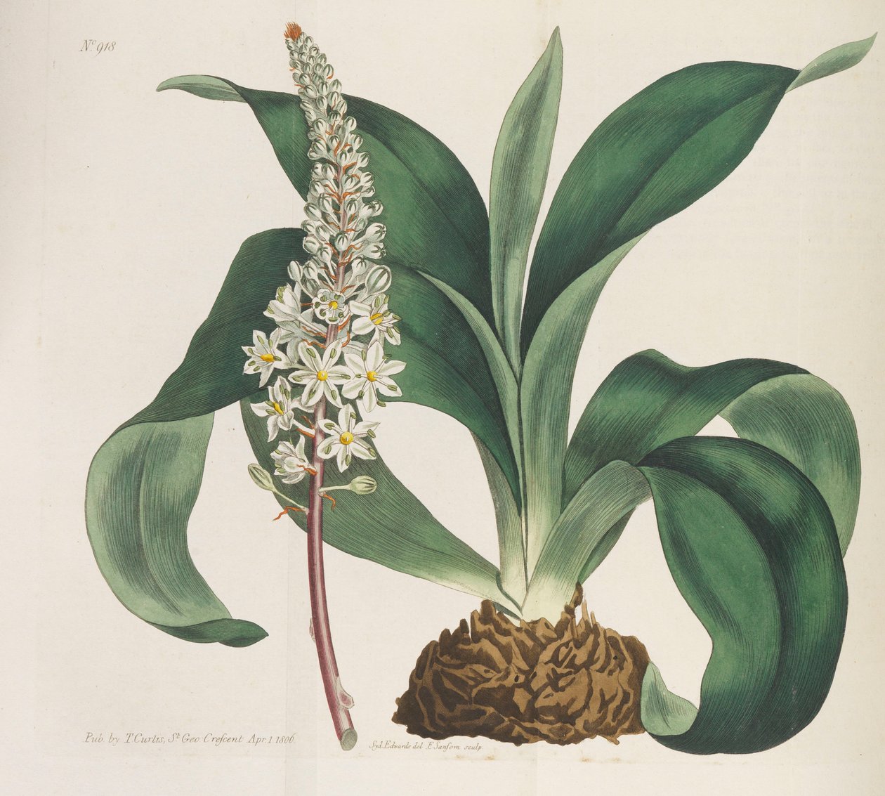 Botanický časopis, 1787-1833. od William Curtis