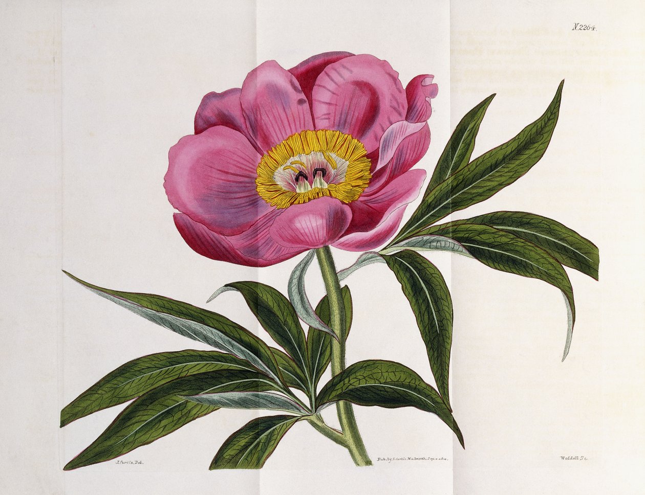 Ilustrace, číslo 2264, z "The Botanical Magazine", 1787-1826 od William Curtis