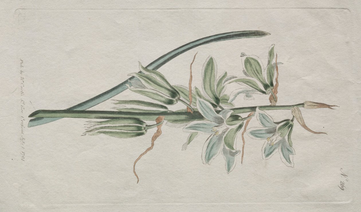 Botanický časopis nebo květinová zahrada zobrazena: Betlémská hvězda, 1794. od William Curtis