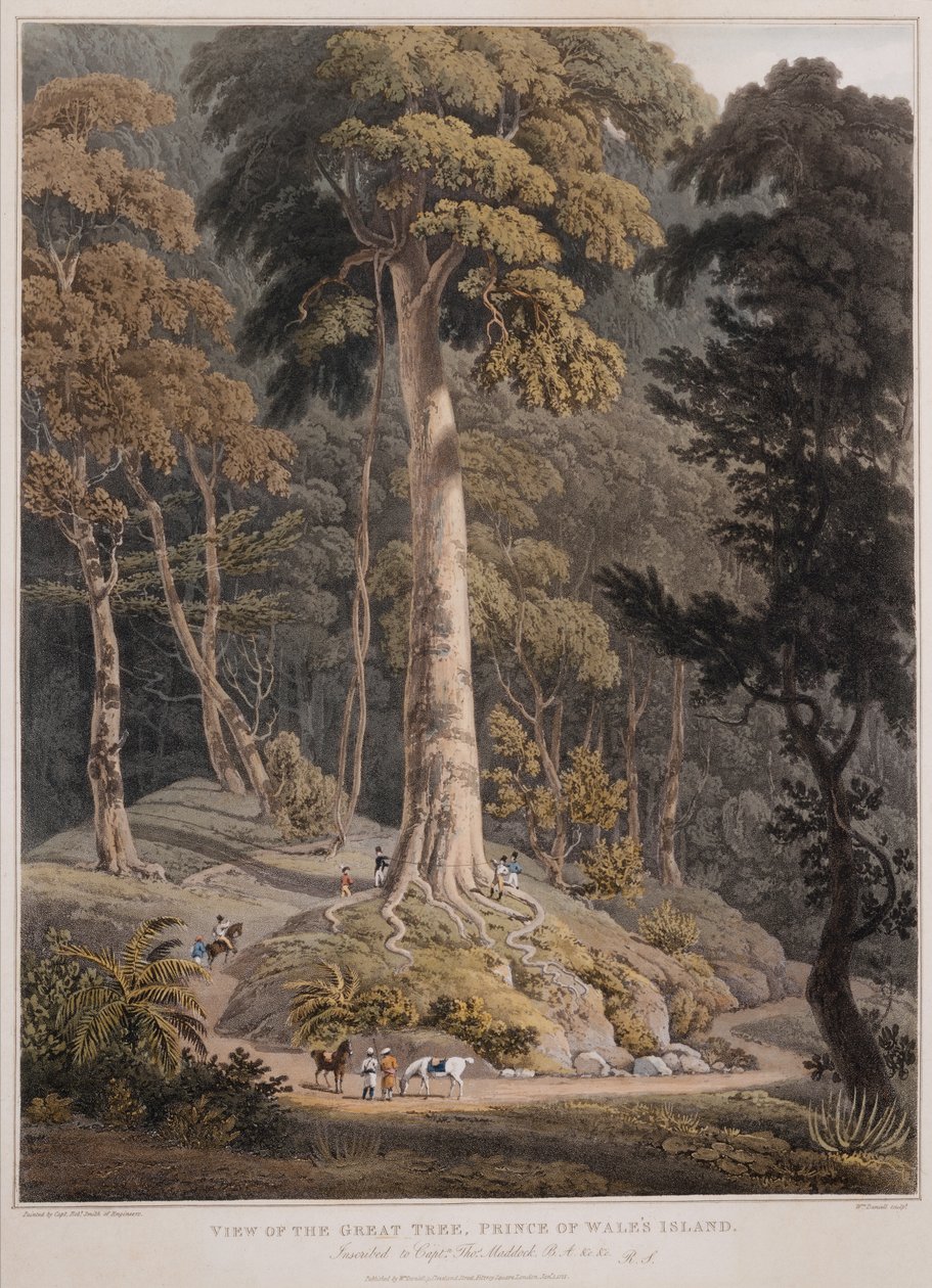 Pohled na Velký strom, Ostrov prince z Walesu od William Daniell
