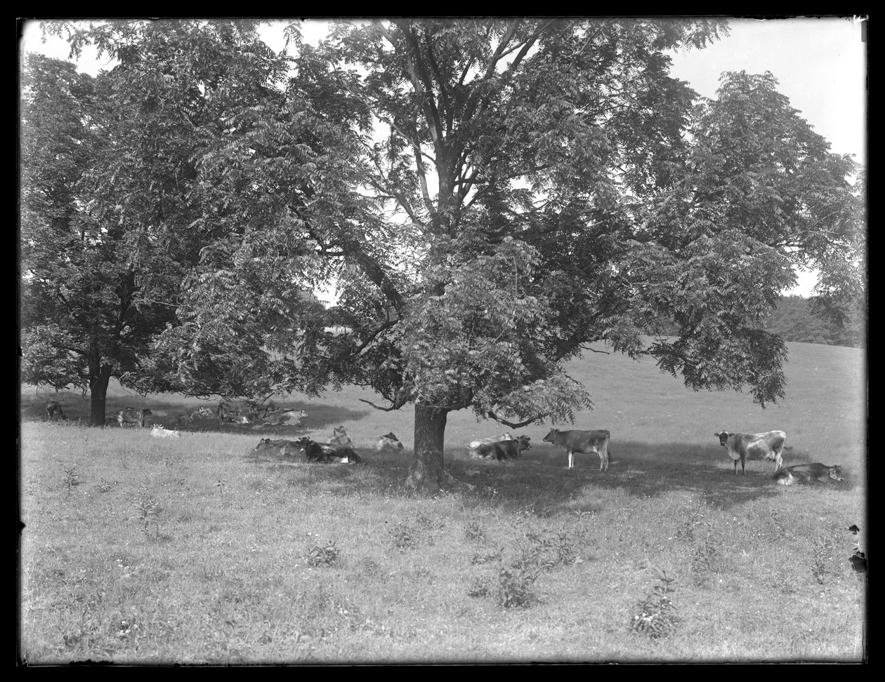 Krávy odpočívající pod stromem, pravděpodobně McCready Farm, Crawford County, Pennsylvania, kolem roku 1913 od William Davis Hassler