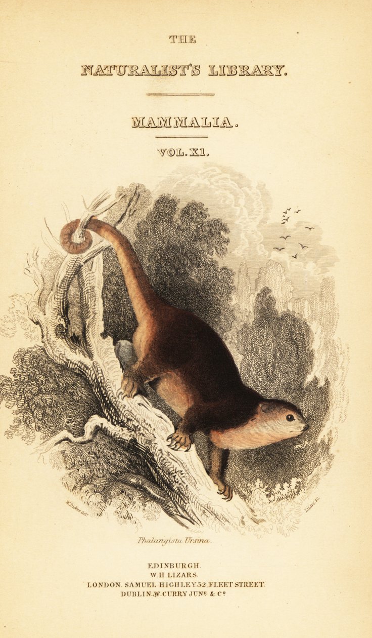 Sulawesi medvědí kuskus, Ailurops ursinus. ,1841 (rytina) od William Dickes