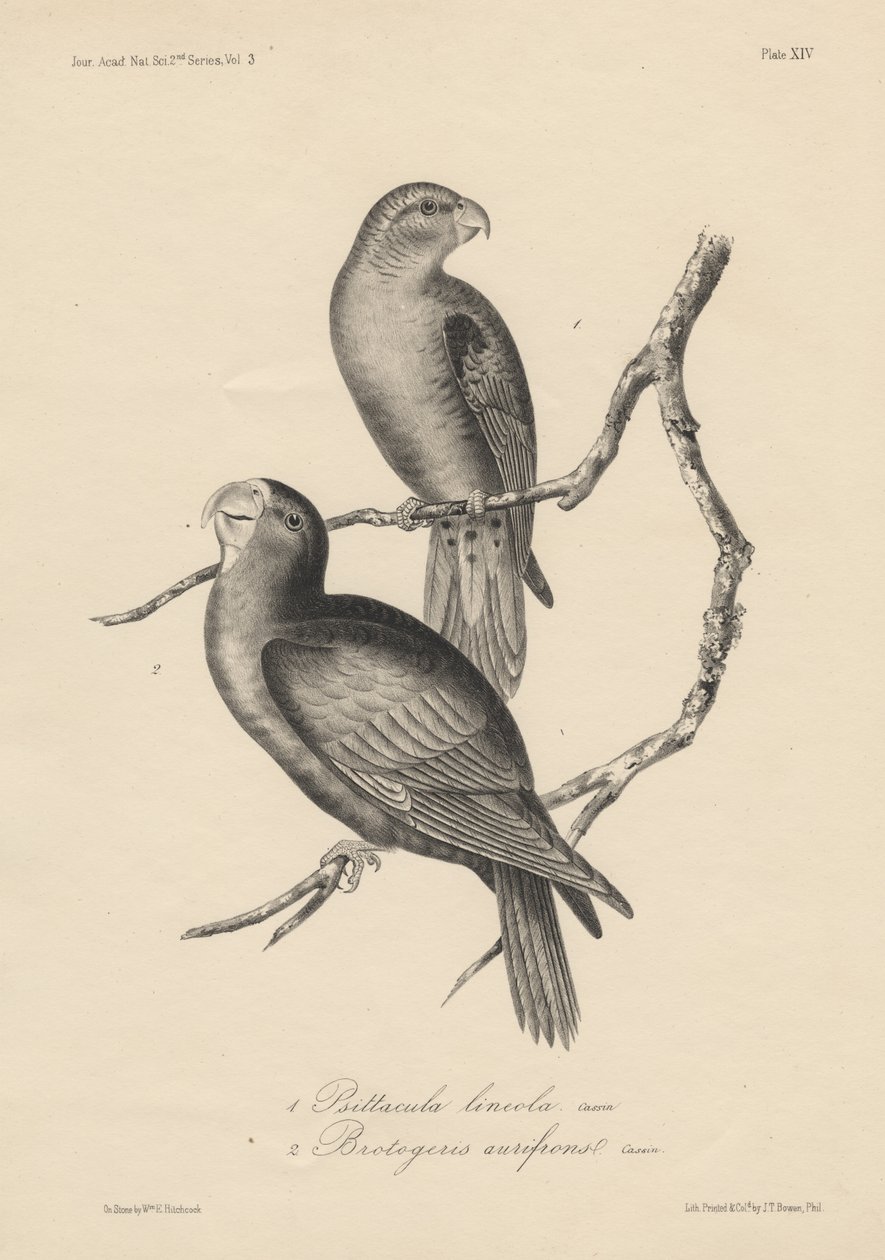 1. Psittacula lineola a 2. Brotogeris aurifrons, litho od J.T. Bowen, 1850 od William E. Hitchcock