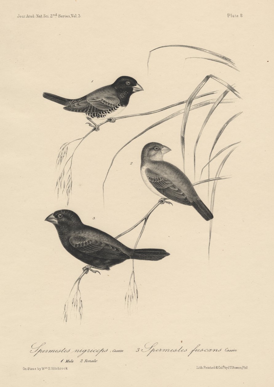 Spermestes Nigriceps (samci a samice) a Spermestes Fuscans, litho od J.T. Bowen, 1850 od William E. Hitchcock