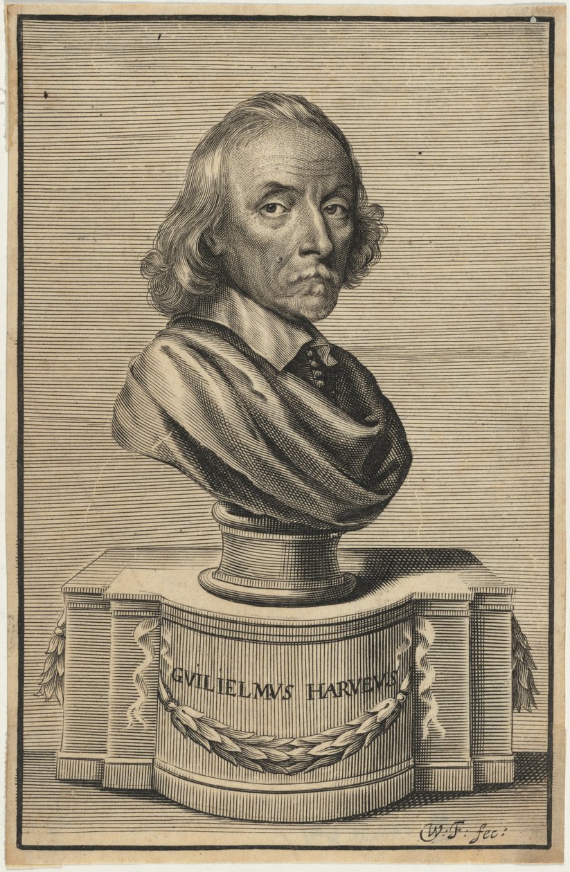 William Harvey, M.D. od William Faithorne