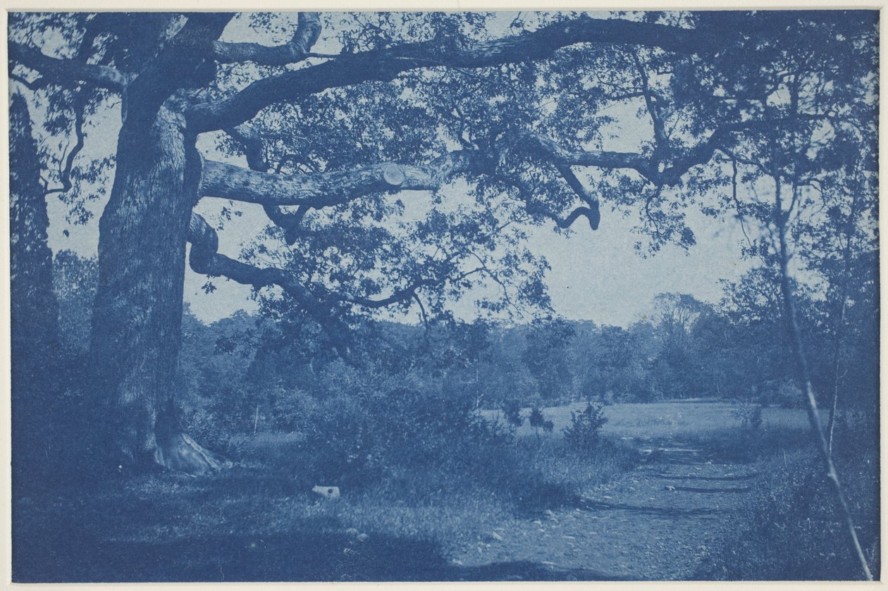 Velký dub na Edge of Meadow od William H. Cades