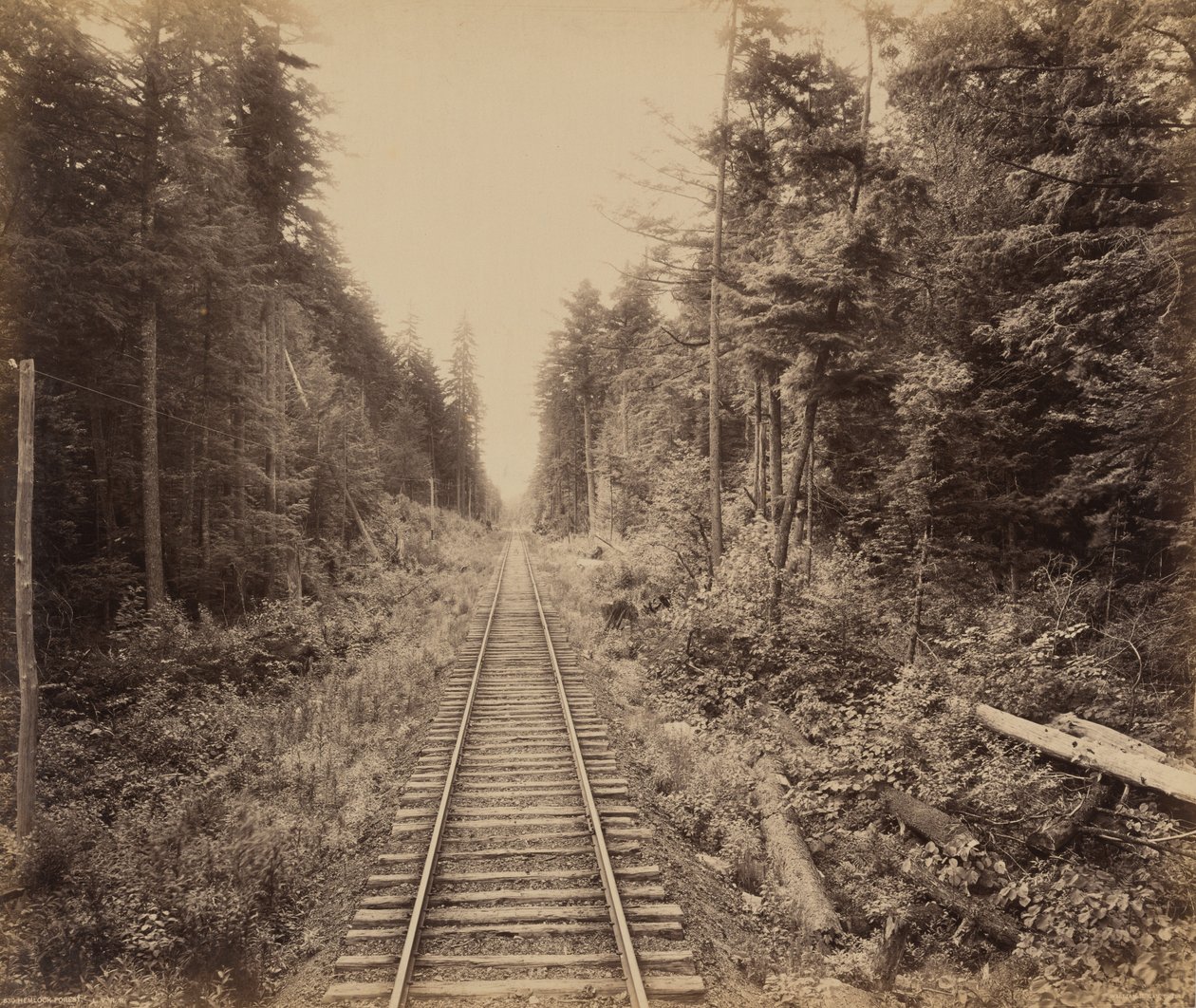 Les jedlovce od William H. Rau
