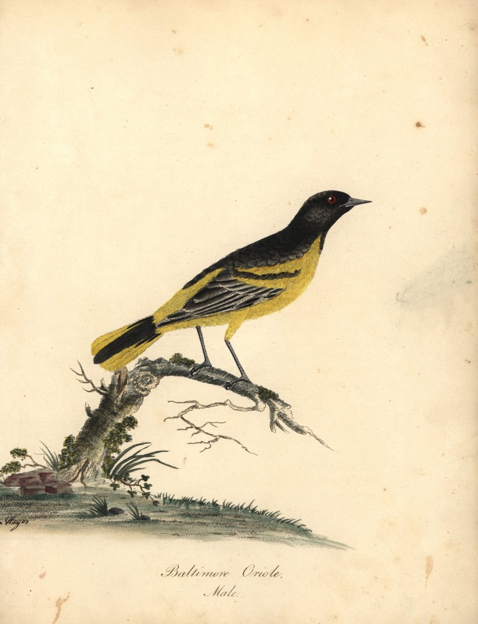 Žluva baltimorská, Icterus galbula. (Baltimore oriole, Oriolus baltimore) Ručně kolorovaná mědirytina ilustrace od Matildy Hayes z Portréty vzácných a zvědavých ptáků Williama Hayese ze zvěřince Osterly Park, Londýn: Bulmer od William Hayes