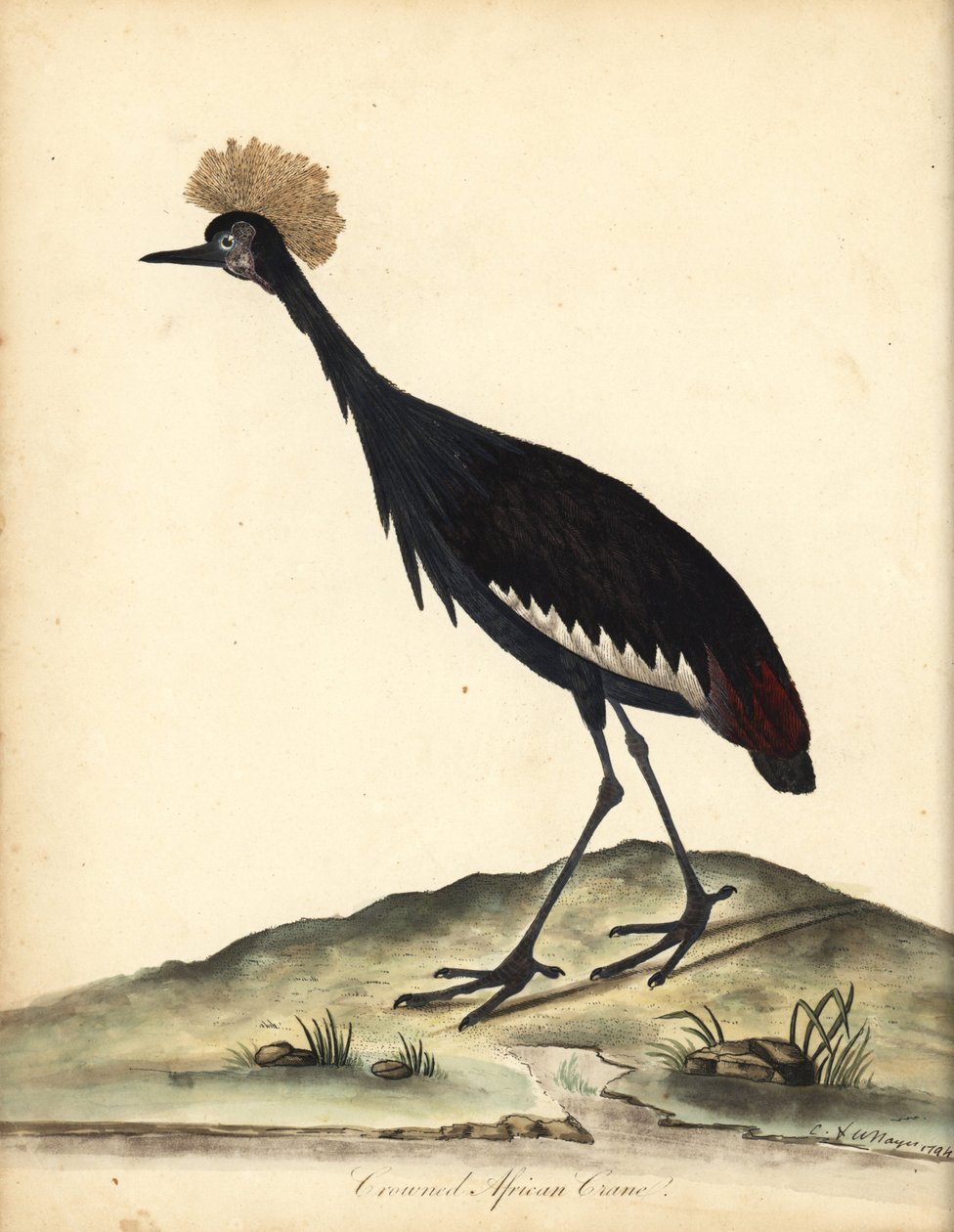 Černý korunovaný jeřáb, Balearica pavonina. (Ardea pavonina). Zranitelný. Ručně kolorovaná mědirytina ilustrace Williama Hayese a jeho dítěte C z Portrétů vzácných a zvědavých ptáků ze zvěřince v Osterly Parku (Londýn: Bulmer od William Hayes