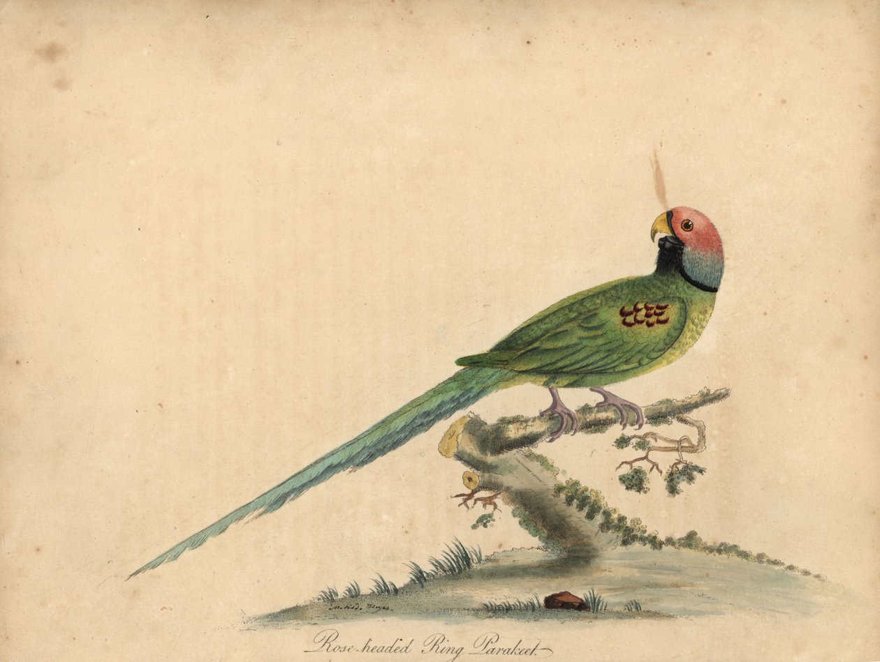 Andulka květohlavá, Psittacula roseata. (Růžohlavý papoušek kroužkový) Ručně kolorovaná mědirytina ilustrace Williama Hayese a jeho dcery Matildy Hayes z Portrétů vzácných a zvědavých ptáků Williama Hayese ze zvěřince Ost od William Hayes
