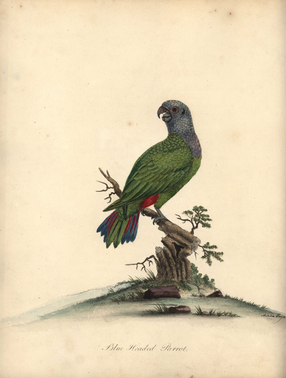 Papoušek modrohlavý, Pionus menstruus. (Psittacus menstruus) Ručně kolorovaná mědirytina ilustrace Matildy Hayes z Portrétů vzácných a zvědavých ptáků Williama Hayese ze zvěřince v parku Osterly. od William Hayes