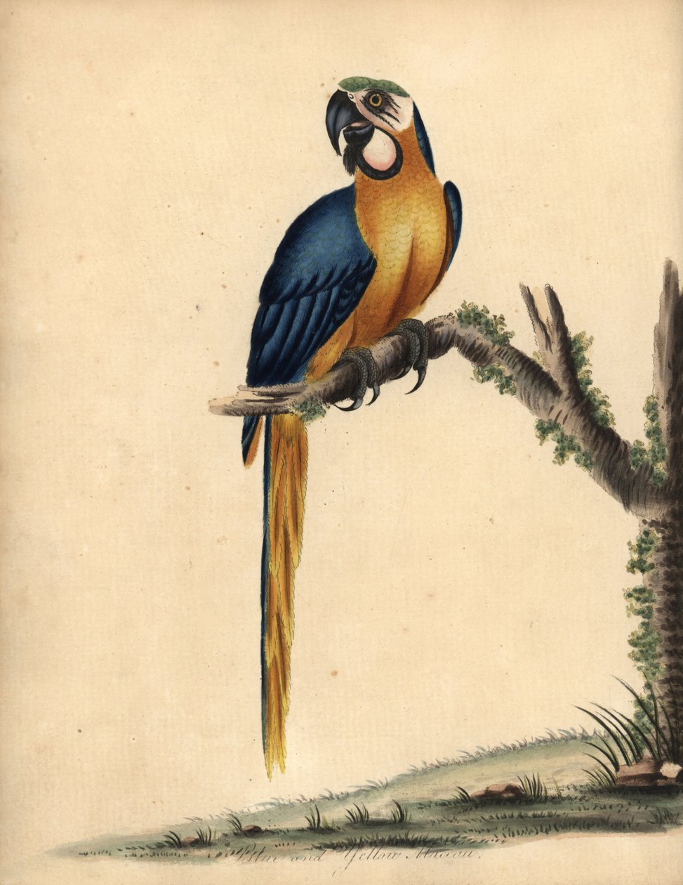 Modrý a žlutý papoušek Ara ararauna. (modrý a žlutý papoušek, Psittacus ararauna) Ručně kolorovaná mědirytina ilustrace od Williama Hayese z Portrétů vzácných a zvědavých ptáků ze zvěřince Osterly Park, Londýn: Bulmer od William Hayes