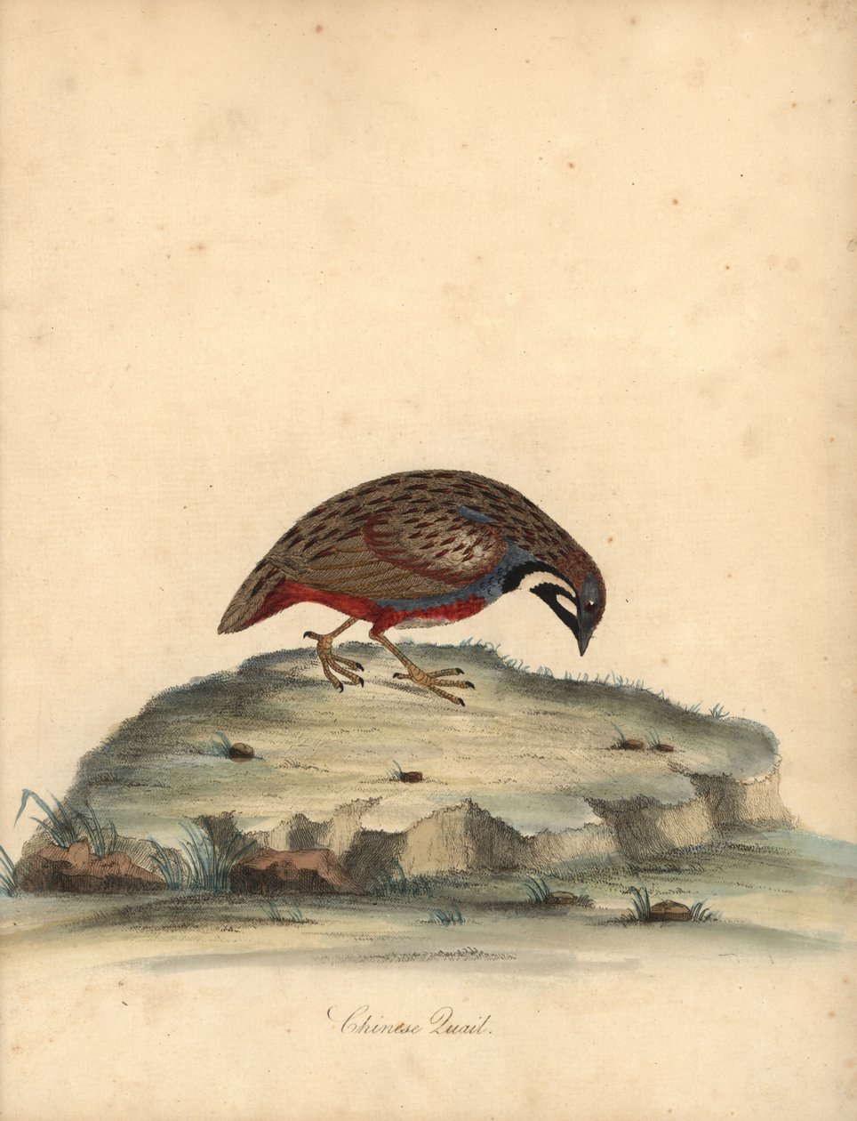 Křepelka modroprsá, Coturnix chinensis. (Křepelka čínská, Tetrao chinensis) Ručně kolorovaná mědirytina ilustrace od Williama Hayese z Portréty vzácných a zvědavých ptáků ze zvěřince Osterly Park, Londýn: Bulmer od William Hayes