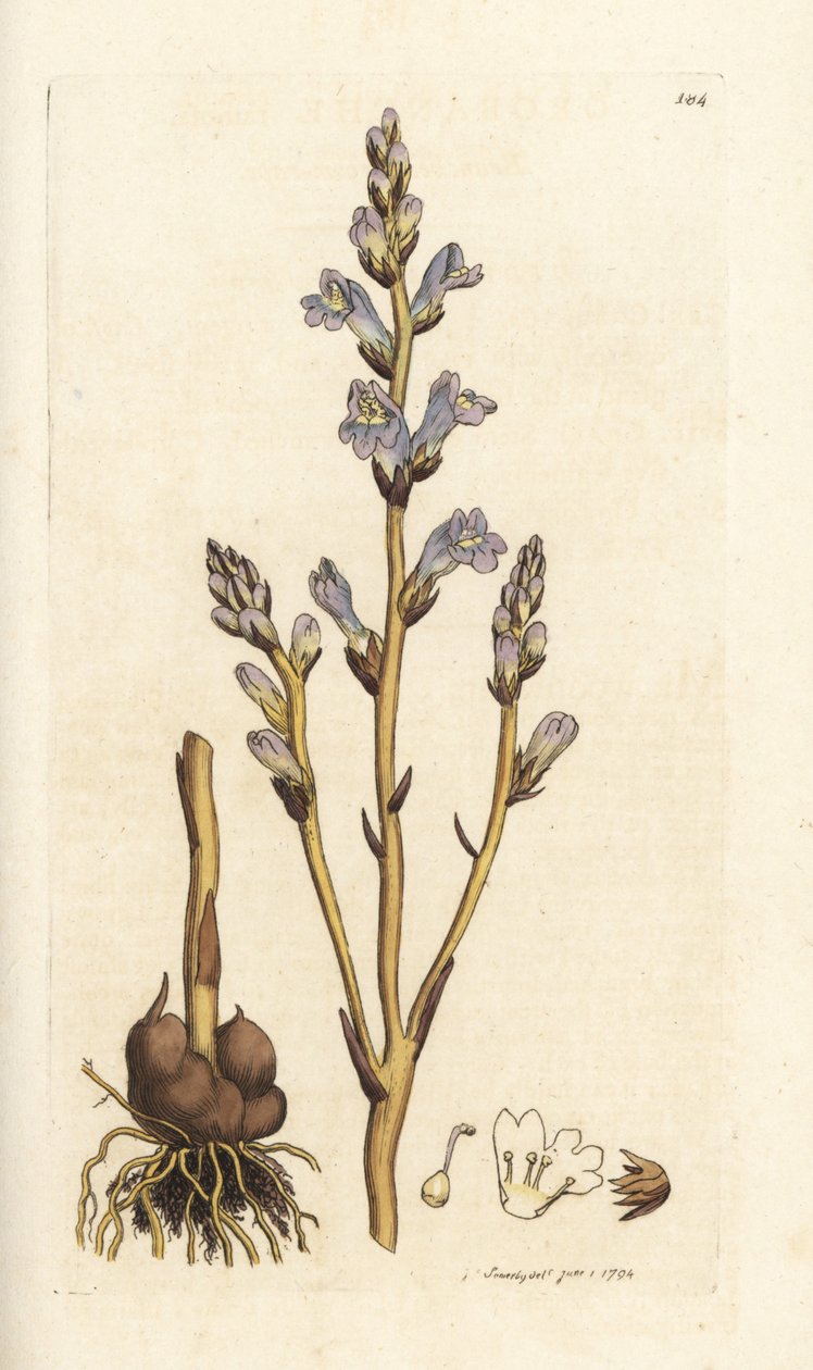 Rozvětvený koštěti, Orobanche ramosa. Ručně kolorovaná mědirytina od Jamese Sowerbyho z James Smith