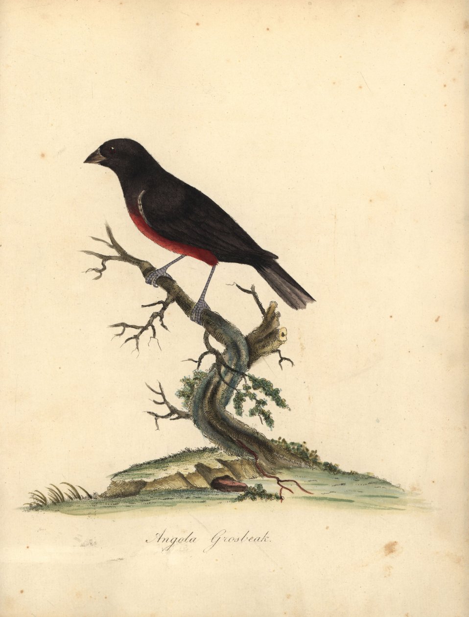 Kaštanovník semenný, Oryzoborus angolensis. (Angola grosbeak, Loxia angolensis) Ručně kolorovaná mědirytina ilustrace od Williama Hayese z Portréty vzácných a zvědavých ptáků ze zvěřince Osterly Park, Londýn: Bulmer od William Hayes