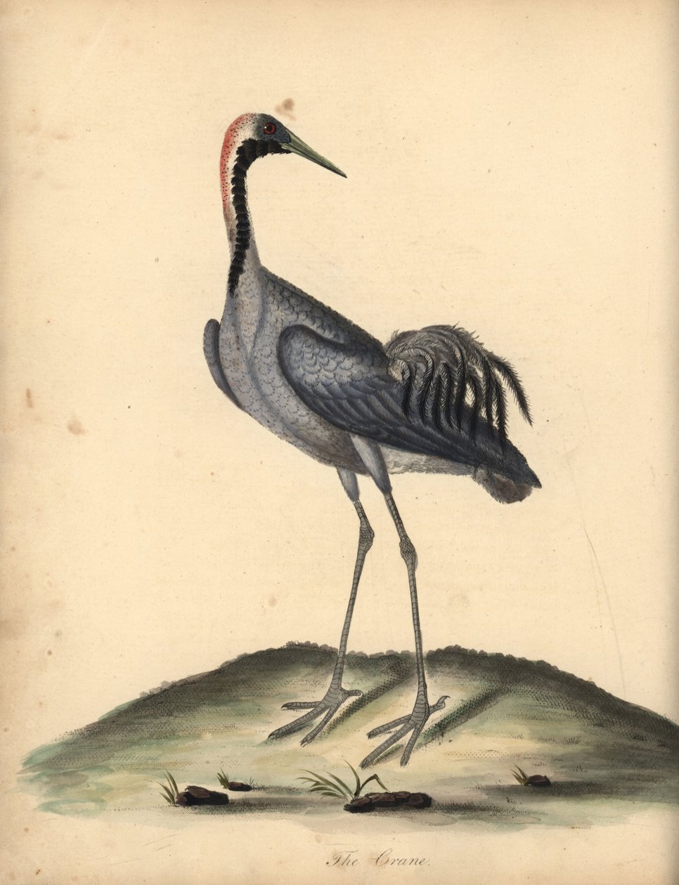 Jeřáb obecný, Grus grus. (Ardea grus) Ručně kolorovaná mědirytina ilustrace Williama Hayese z Portrétů vzácných a zvědavých ptáků ze zvěřince v parku Osterly. od William Hayes